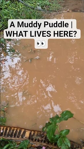 lA Muddy Puddle After Rain | WHAT LIVES HERE? 👀 #Shorts #Nature #Rain #naturelover #rainyday #puddle