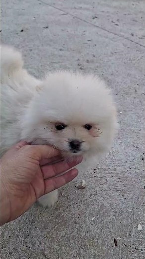 POMERANIA: El pequeño gigante con pasado de trineo 🐾