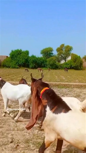 ڪھڙي تنھنجي تعريف ڪيان #fyp #foryou #GOAT #villgegoatsfarm | Village goats farm