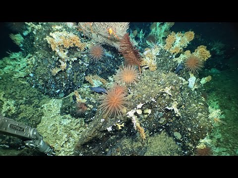 Deep-Sea Coral Reef Discovered in the Galápagos with Alvin!