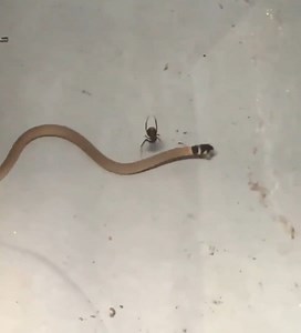 477K views · 1.6K reactions | The snakes attacked the poisonous spider and got the carpeting ending | F E e l I n g s. | Facebook