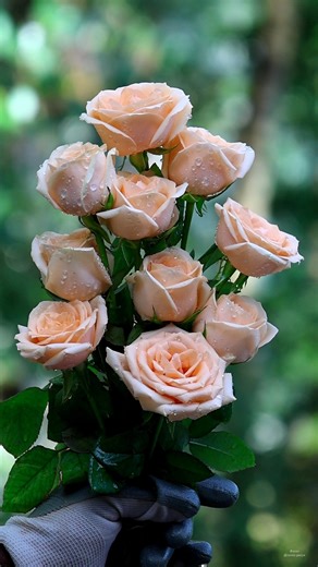 Rose Bouquets | Roses