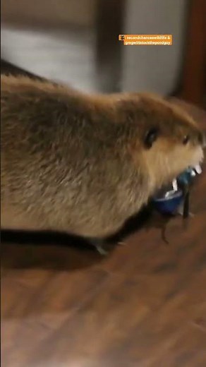 Rescue Beaver Steals His Mom’s Stuff To Build Dams | The Dodo