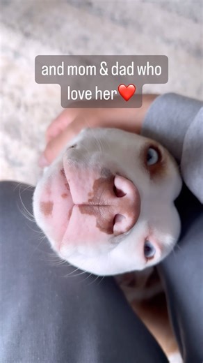 Milkshake is amazing, she communicates with signs, and lives a happy and fulfilling life today. She was always perfect, but people let her down for a long time. A reminder there are millions of animals im shelters today. Many of them are overlooked like Milkshake was. People ask all the time how it’s possible that she wasn’t adopted for years….Well…she’s a pit and she was born deaf, and people didn’t realize those things didn’t matter. Some animals have bigger challenges than others, and adoptio