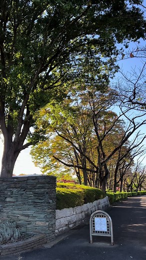 2023.10.30(月)撮影 埼玉県上尾市 上尾丸山公園 水と緑ふれあいとやすらぎの公園 季節を間違えた『 垂れ桜』が咲いていました。#サクラ #埼玉県 #公園 #美 #healingtiktok