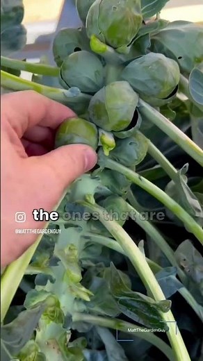 How to harvest brussels sprouts.￼