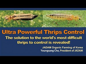Powerful Organic Thrips Control: JADAM Solution with JWA, Sodium Hydroxide & Red Clay