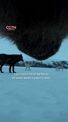 Cameras fitted to the necks of 12 Arctic grizzly bears are giving scientists a rare look at how the animals feed, roam and survive during the brief summer on Alaska’s North Slope after emerging from hibernation, which lasts around eight months each year. Recording short clips every few minutes between May and October 2025, researchers hope to learn how the bears build enough fat for the long winter, documenting diets that include caribou, birds, eggs, ground squirrels, vegetation and vast quanti