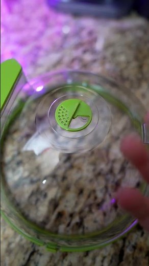 This 2-in-1 microwave steamer and splatter cover completely changes how leftovers heat up