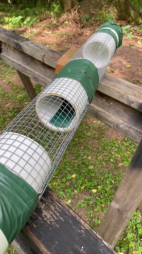 DIY Homemade PVC Pipe Rat Trap #rat #trap #catch #homemade