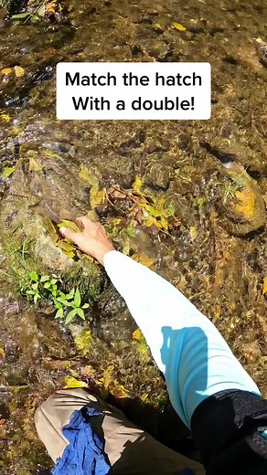 Got a double on the Chernobyl and caddis larvae, the one got off while trying to net it, so i couldn’t get a close up of the fly in its mouth. But what a chain of events. #matchthehatch #flyfishing #flyfish #flyfishingnation #flyfishinglife #flyfishingtrout #flyfishingtiktok #flyfishingaddict #flyfishingbum #flyfishingcheck #flyfishfood #flyfishadventures #flyfishdelawhere #fishing #fishinglife #fishingrod #aventuronusa #lidrig #howtoflyfish #howtofish #browntrout #troutfishing #wildbrown