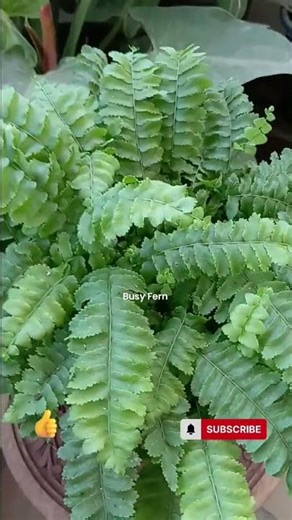 Busy Fern, a must have in your garden #gardening #terracegardenindia #parkkruthi