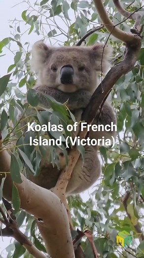 Koalas of French Island (Victoria) | Explore Melbourne