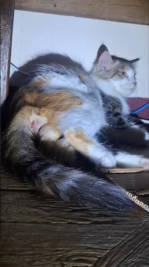 Cat Gives Birth at Home | Incredible Moment Caught on Camera #cat