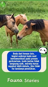 Beda dari hewan lain, sebelumlroses perkawinan kuda melakukan pendekatan terlebih dahulu, tidak langsung naik, begini cara mereka berkomunikasi, jika tidak ada kecocokan betina akan menolak. #faunastories #kuda #horse #animalworld #fyp | Fauna Stories