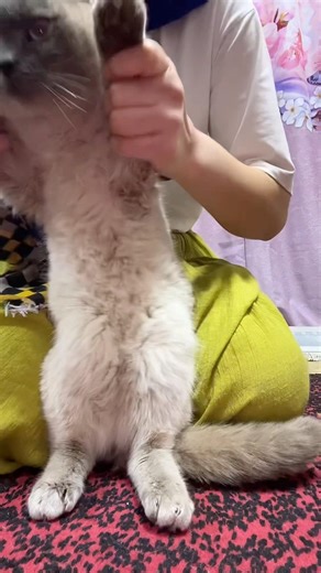 Pascal #usa #cat #catdance #funny