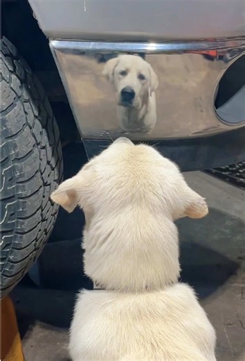 Hilarious Labrador Moments to Brighten Your Day