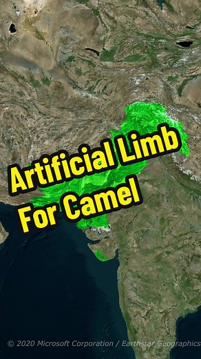 Artificial Limb for Camel in Pakistan - Unique Solution for Social Issues