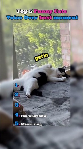 Top 5 funny cats voice over funny moments😂😂