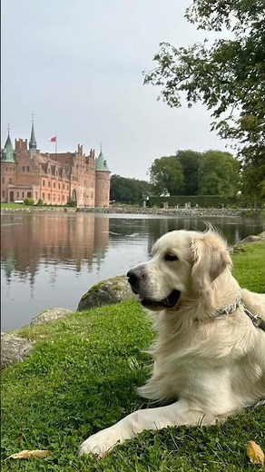 3 Pet-Friendly places to visit in Denmark 🇩🇰🐶 | Travel with your Dog