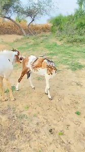 Desi Teacher #foryou #newvideo | Desi Teacher