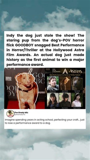 This Dog Just Outperformed Hollywood Stars at the Astra Film Awards #movies #goodboy