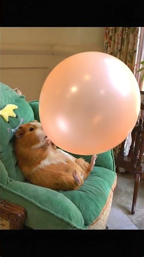 Guinea Pig Scared Me