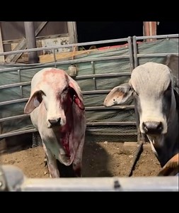 zombie cow 🧟 🐮 🩸 She had three severed vessels behind her ear, that needed help to stop