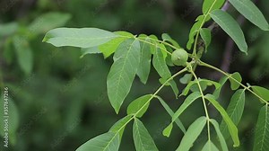 Walnut in the peel on branch. Green walnuts on the tree branch in garden. Walnuts on the branch.