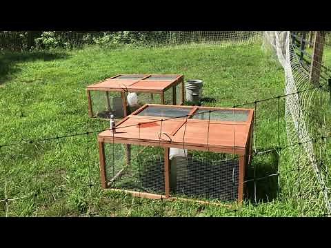 SUPER easy Pasture Raised Quail in your backyard!