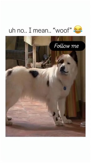 •´¯`•. 🐿 🎀 𝒩𝒾𝓉𝒽𝓎𝒶 🎀 🐿 .•´¯`• on Instagram: "Dog with a Blog (2012): In a cozy suburban house, a newly blended family is still figuring each other out when they adopt Stan, a shaggy rescue dog with a wild secret—he can talk, and he secretly runs a blog about their daily chaos. What begins as a jaw-dropping discovery turns into nonstop comedy as Avery, Tyler, and Chloe scramble to keep Stan’s voice hidden from parents, friends, and nosy neighbors, while juggling school crushes, sibling f