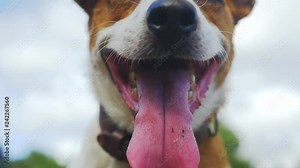 Jack Russell fetching with a stick, dog waiting for the stick to be thrown. Super slow motion