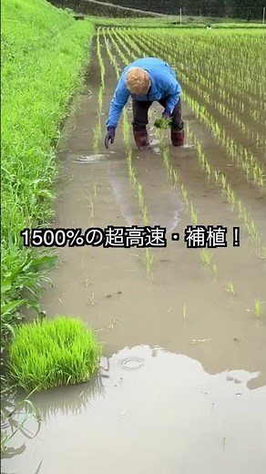 【絶望】一晩で苗が消えた。ジャンボタニシに奪われた緑を取り戻せ！ #田植え #農業 #現代農業