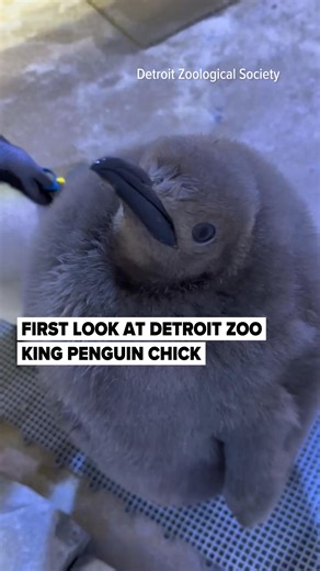490K views · 11K reactions | : https://l.mlive.com/ibszj3 We’re getting our first look at an adorable king penguin chick at the Detroit Zoo. The zoo released this video of six-month old Atticus. There's no word yet on when you can see him for yourself. The zoo says he remains behind the scenes at the Polk Penguin Conservation Center. (Video provided by Detroit Zoological Society) | MLive.com | Facebook