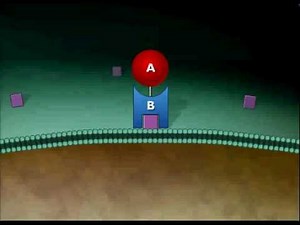 A-B Toxin Exotoxin Animation Video
