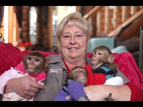 The Monkey Mum