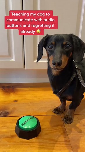 Teaching my Dog to Communicate with Audio Buttons