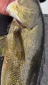 34” walleye from Rainy Lake! Guide: Donnie O’Bert | Angler: Dave Hunt | Target Walleye
