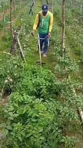 #grasscutters #grasscutterfarming | Elizabeth Cadago