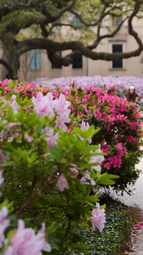 Hope you enjoyed the first day of Spring, Tigers 🪻🌻 | LSU