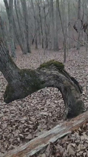 Indian marking tree or logging damage? #outdoor