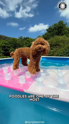 47K views · 2.4K reactions | Poodle  One Of The Most Intelligent Dog Breed In The World #poodle #poodles #poodlelove #poodlepuppy #poodlelife #poodlegram #poodlelover #poodlesofinstagram #poodleoftheday #poodleofficial | 1 Minute Animals | Facebook