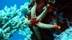 ⇒ Tipos de estrellas de mar | Características y curiosidades
