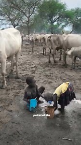 Etnis Mundari lebih menyukai sapi jenis ankole watusi . . . . . . . . ☺☺☺ Vidio ini di buat untuk mengenalkan budaya suku pedalaman Afrika dari mulai suku mursi, surma, Hamer, suri dan suku himba, di seluruh penjuru dunia,agar masyarakat Indonesia lebih mengenal budaya afrika lebih dalam lagi, dan selalu bersyukur atas apa yang telah kita miliki 🙏🙏 #budaya #adatbudaya #turism #africanturism #mursi #ethiopia #omovalley #omoriver #omoadvisor #tribe #tribes #culture #hamertribes #travelingafrica 