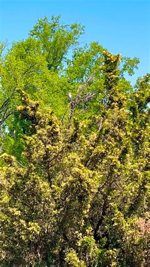 Mockingbird sounds #shorts