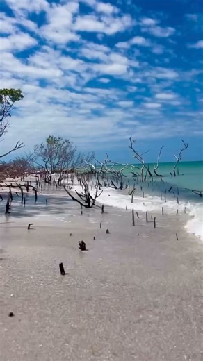 68K views · 516 reactions | Make unforgettable memories with us at Shell Key Preserve! Every Clear Kayak Adventure is different and you never know what nature will surprise you with!✨ | Get Up And Go Kayaking | Facebook