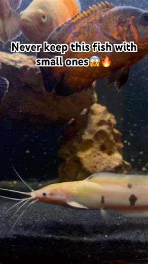 #shorts #arowana #monsterfish #aquariumlife #fishattack #trending #viralshorts #predatorfish #fish