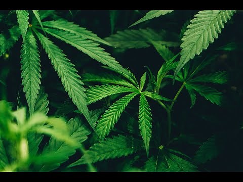 HOW HEMP IS MADE INTO FABRIC