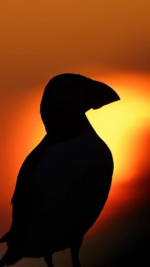 Klay has just finished season 2️⃣ with us on the Isle of Mull, take a look at some of his wildlife encounters below ⬇️ 😮 Instagram - kb.wildlife | Nature Scotland