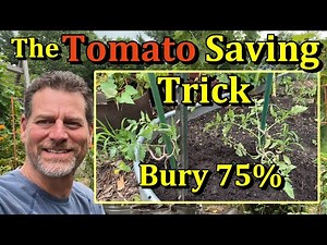 How to Save Very Diseased & Damaged Tomato Plants (Bury the Stem!)